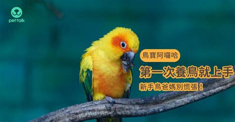 養什麼鳥好|第一次養鳥就上手！各種鸚鵡特點怎麼選？獸醫師：新。